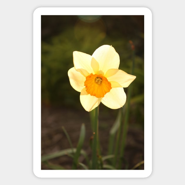 Yellow Daffodil Sticker by pinkal